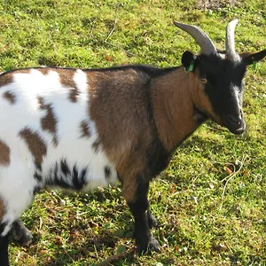Le Paradis Des Animaux 3*, Coublevie France